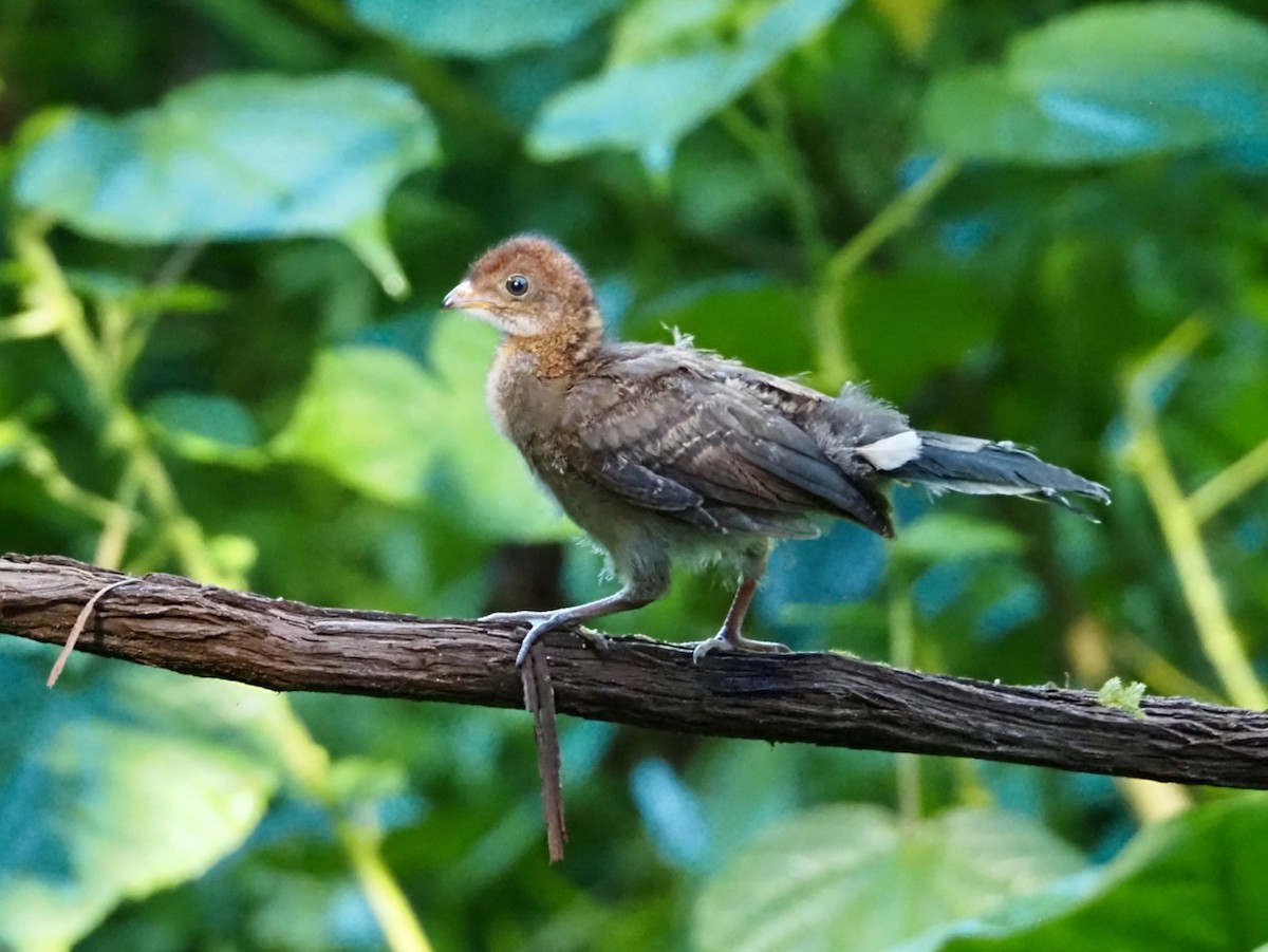 gråhodehokko - ML644531306