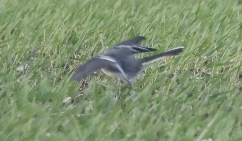 White Wagtail - ML644531311