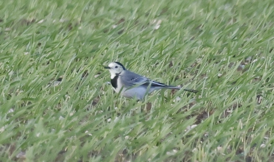 White Wagtail - ML644531312