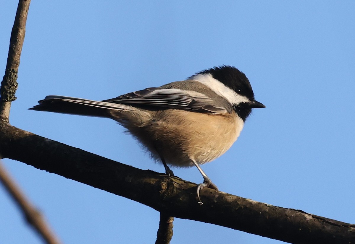 amerikameis - ML644531313