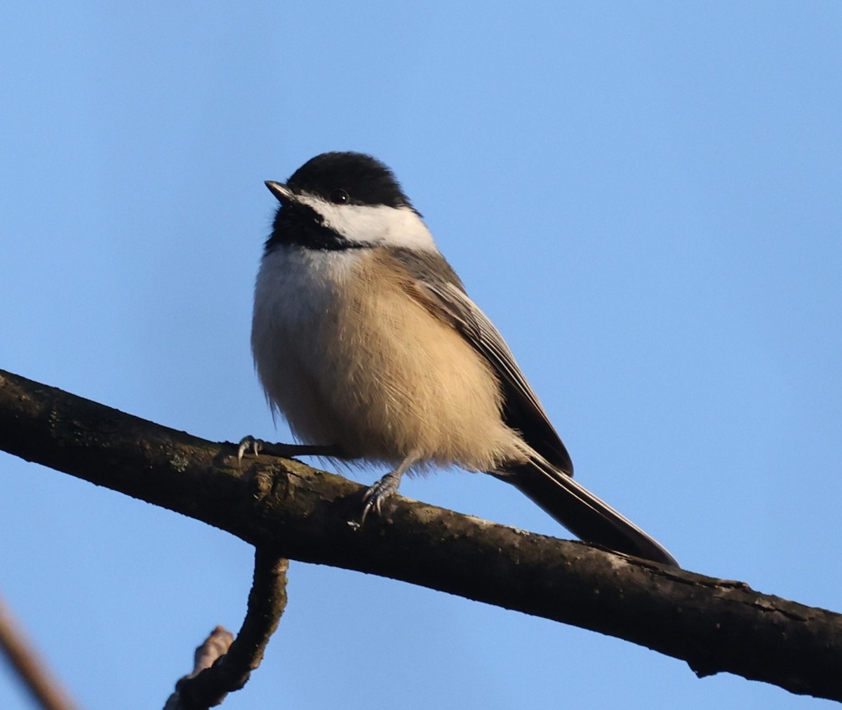 amerikameis - ML644531314