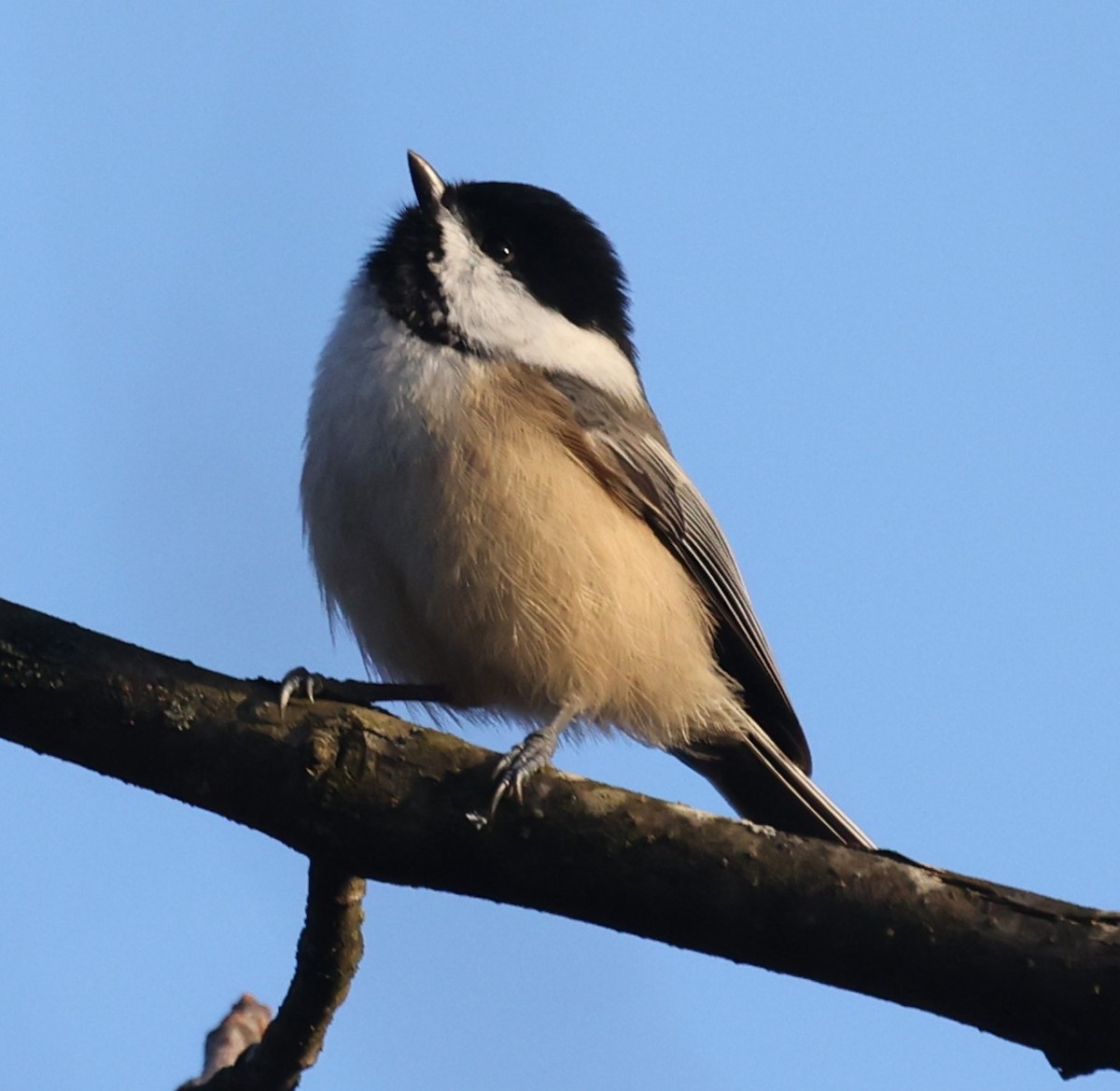 amerikameis - ML644531315