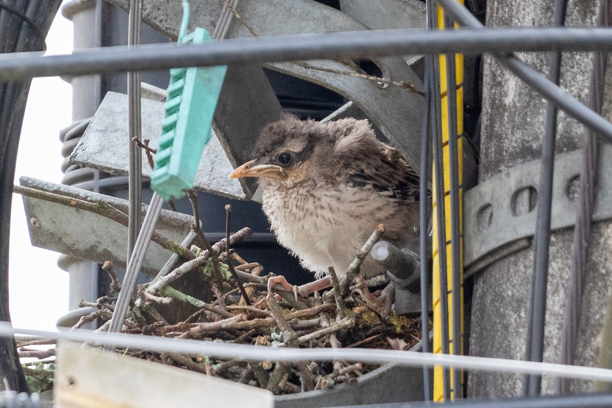 マミジロマネシツグミ - ML644531324