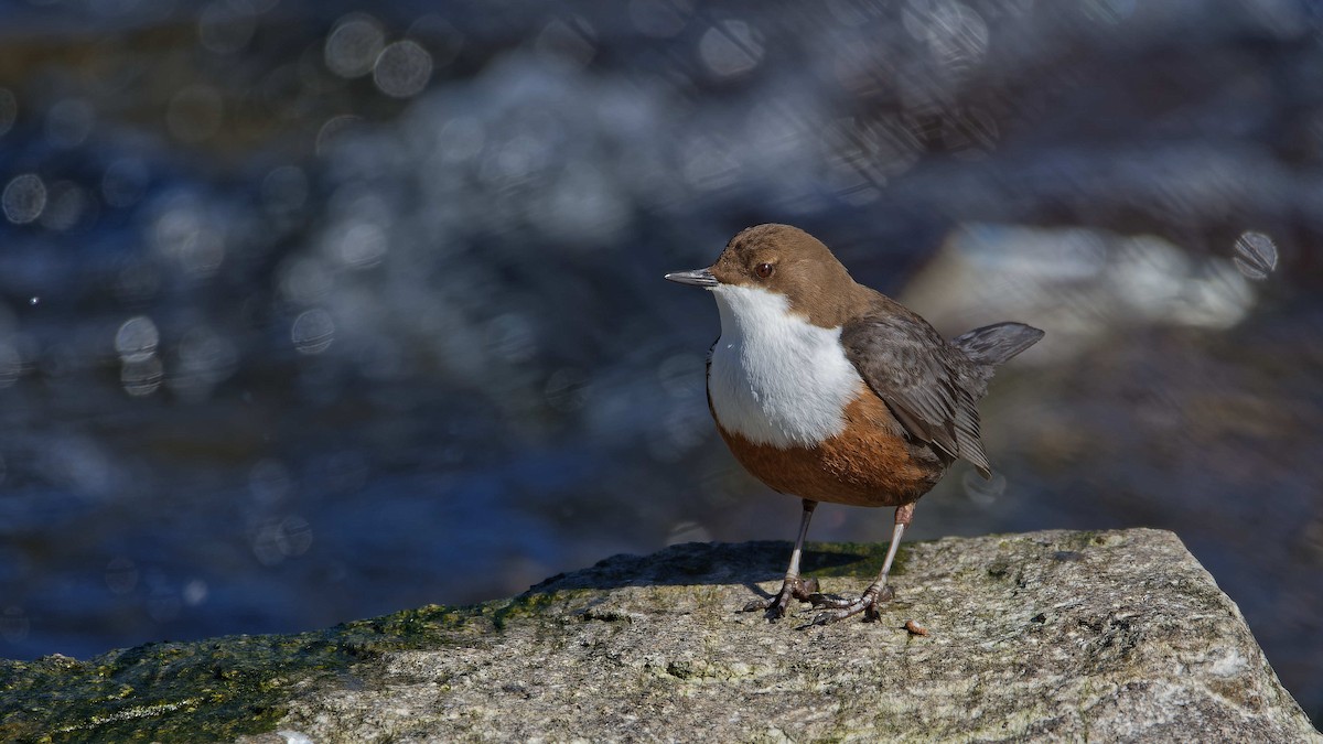 Гялаан омруут харзлай - ML644531328