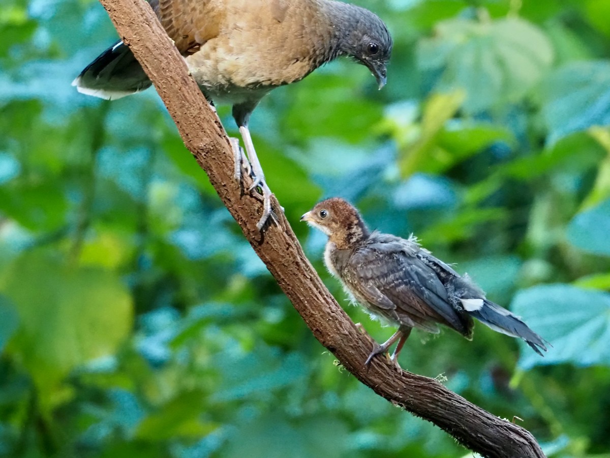 gråhodehokko - ML644531332