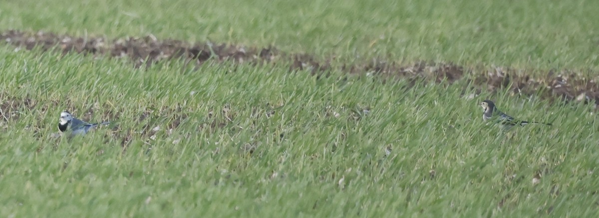 White Wagtail - ML644531333