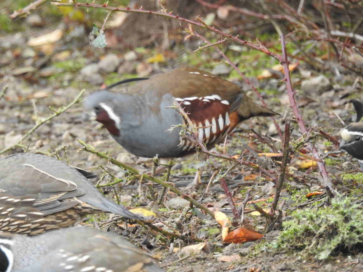 Mountain Quail - ML644531335