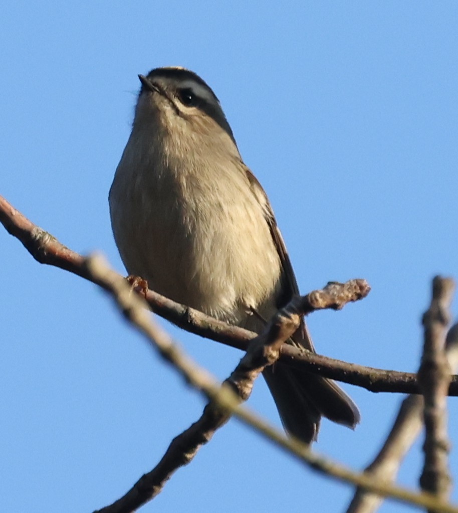 ildkronefuglekonge - ML644531336