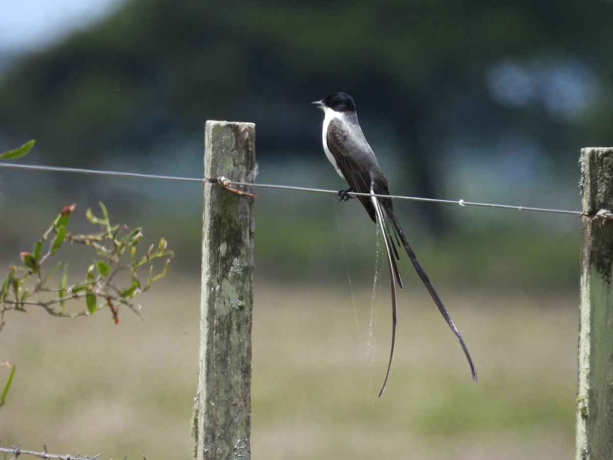 Fork-tailed Flycatcher - ML644531338