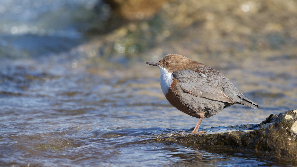 Гялаан омруут харзлай - ML644531343