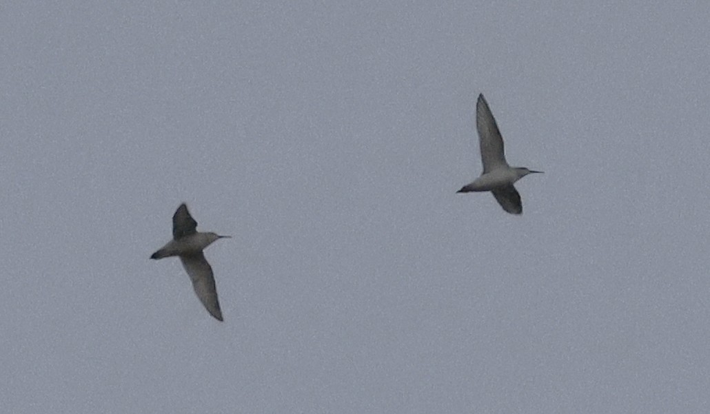 Curlew Sandpiper - ML644531346