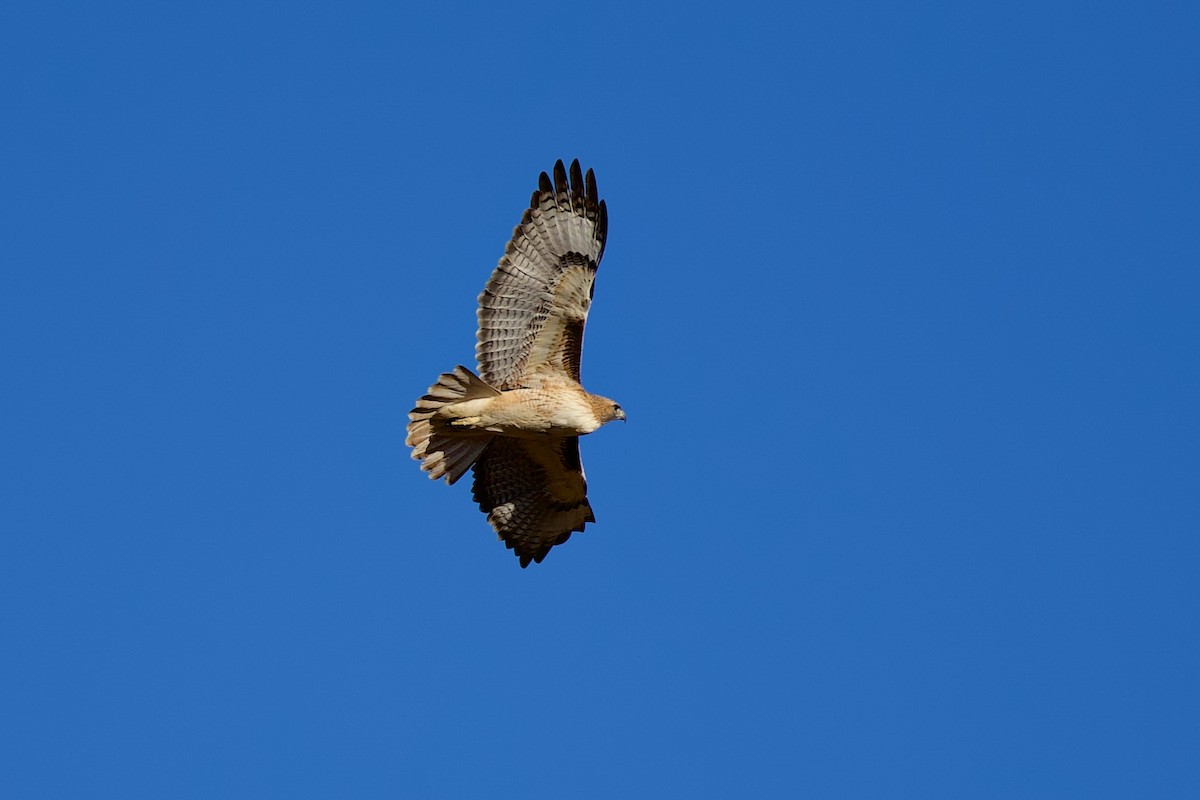 Poiana codarossa - ML644531347