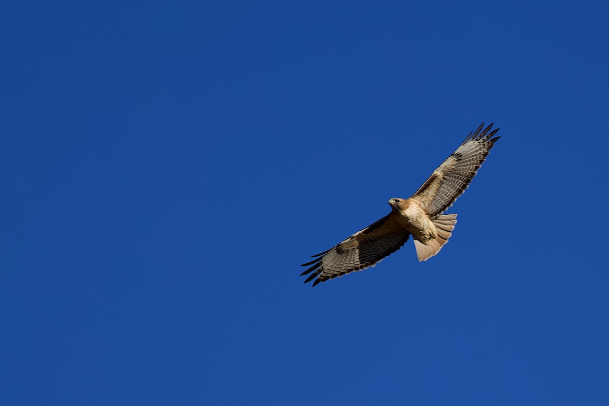 Poiana codarossa - ML644531348