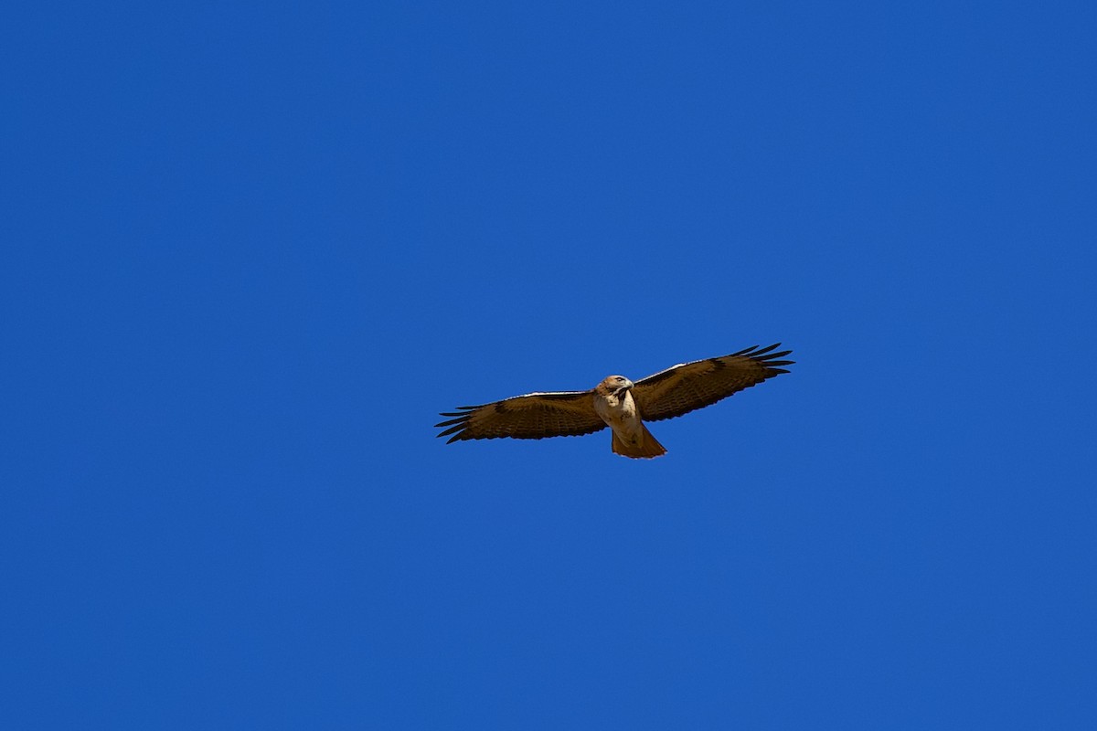 Poiana codarossa - ML644531350