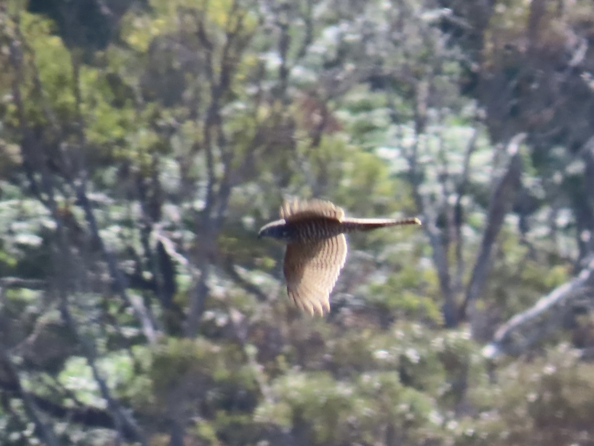 Autour australien - ML644531351