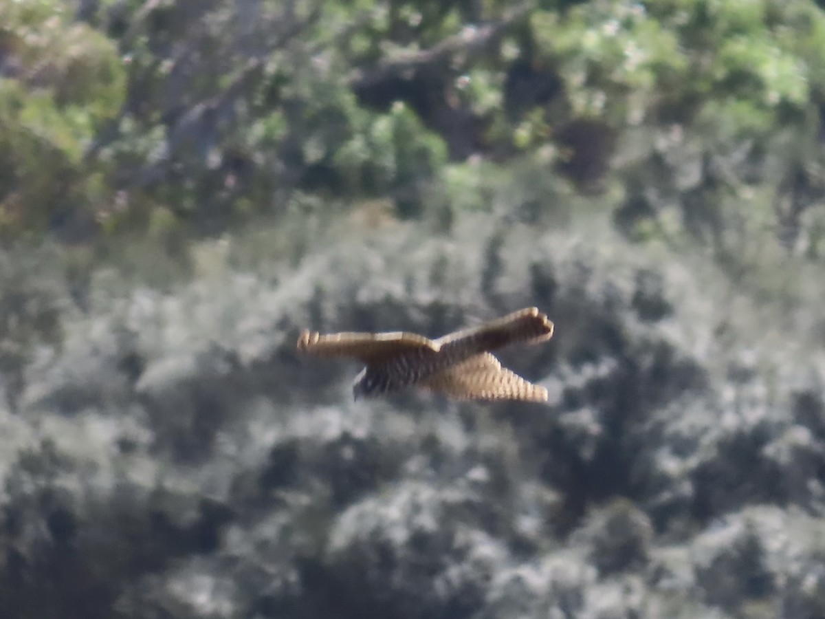 Autour australien - ML644531352