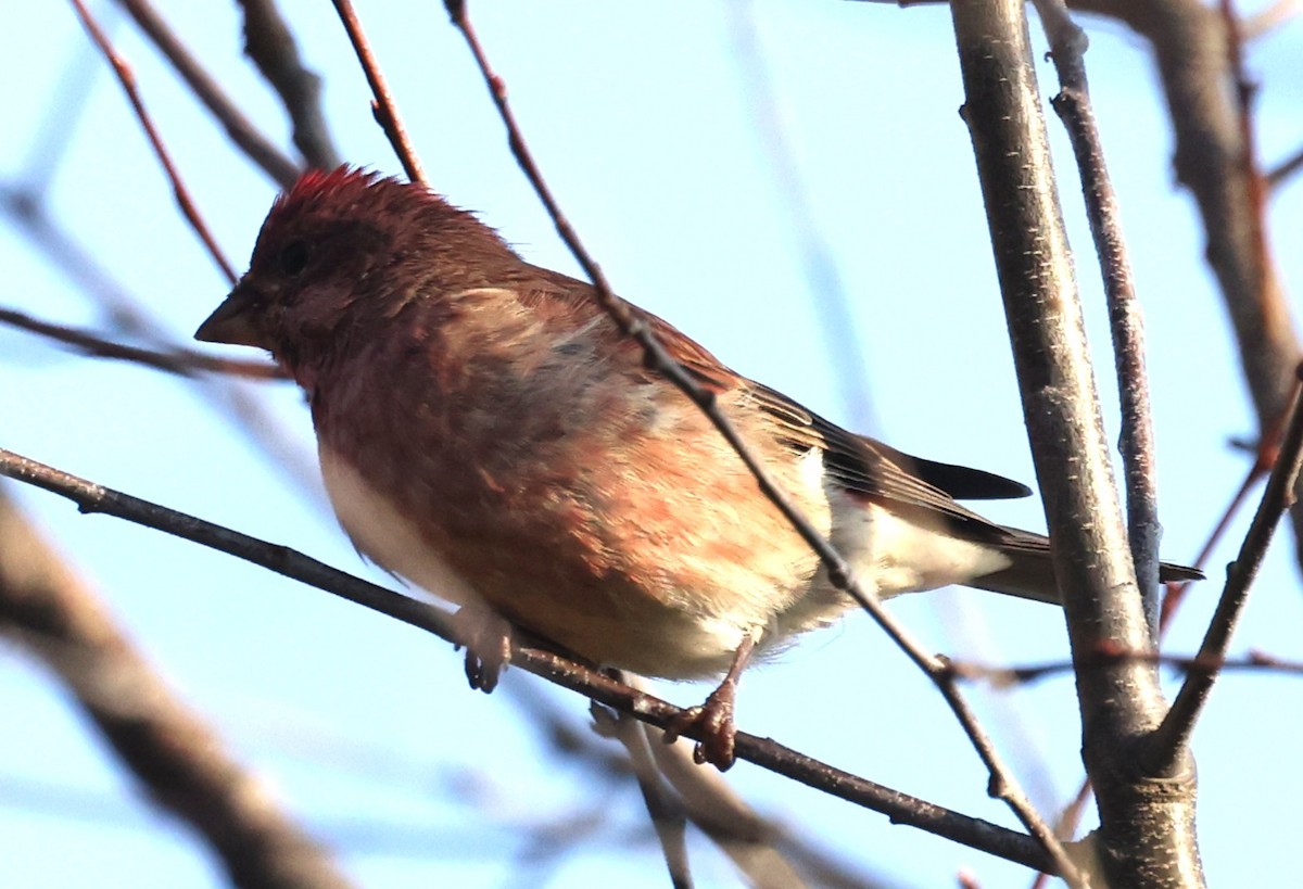 purpurfink (purpureus) - ML644531354