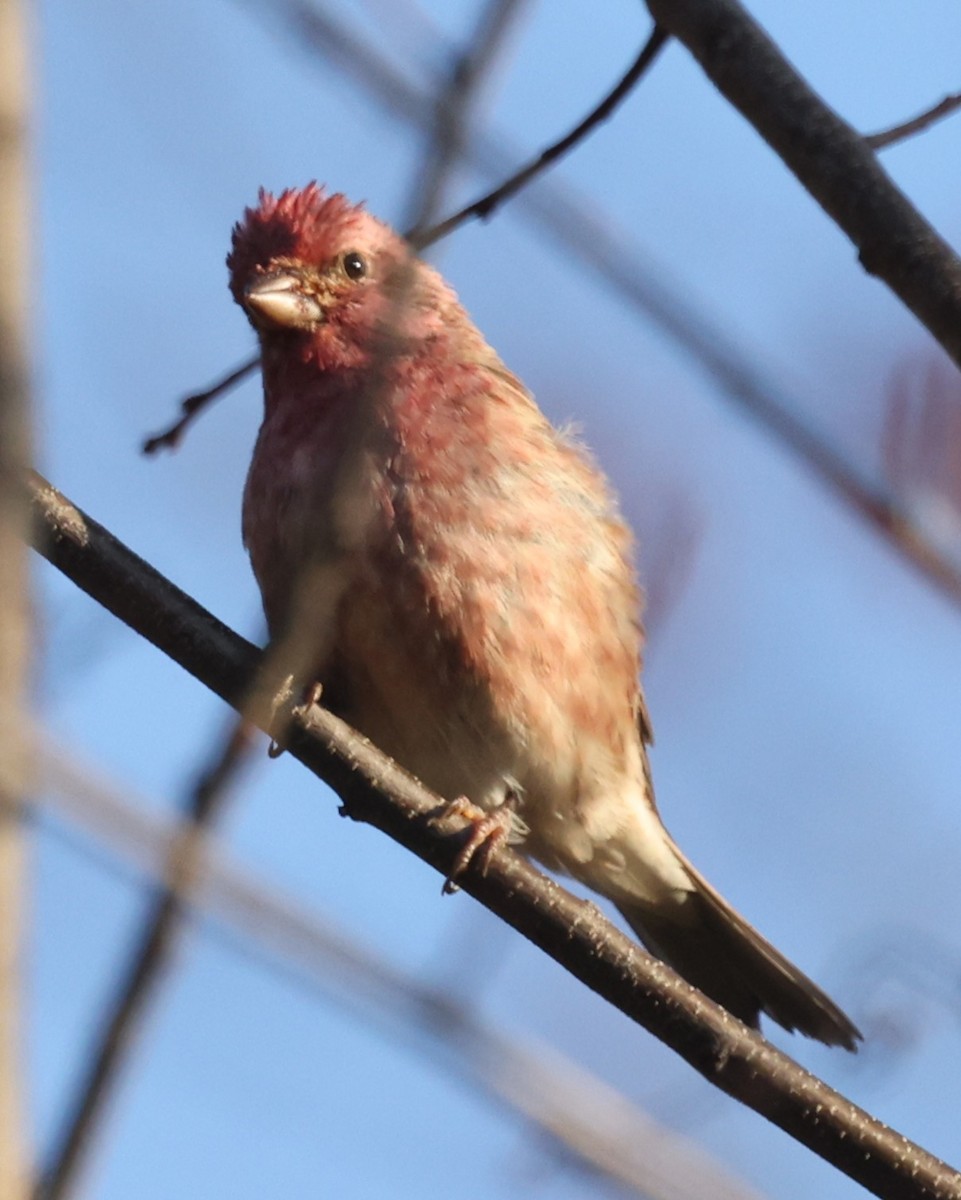 purpurfink (purpureus) - ML644531355