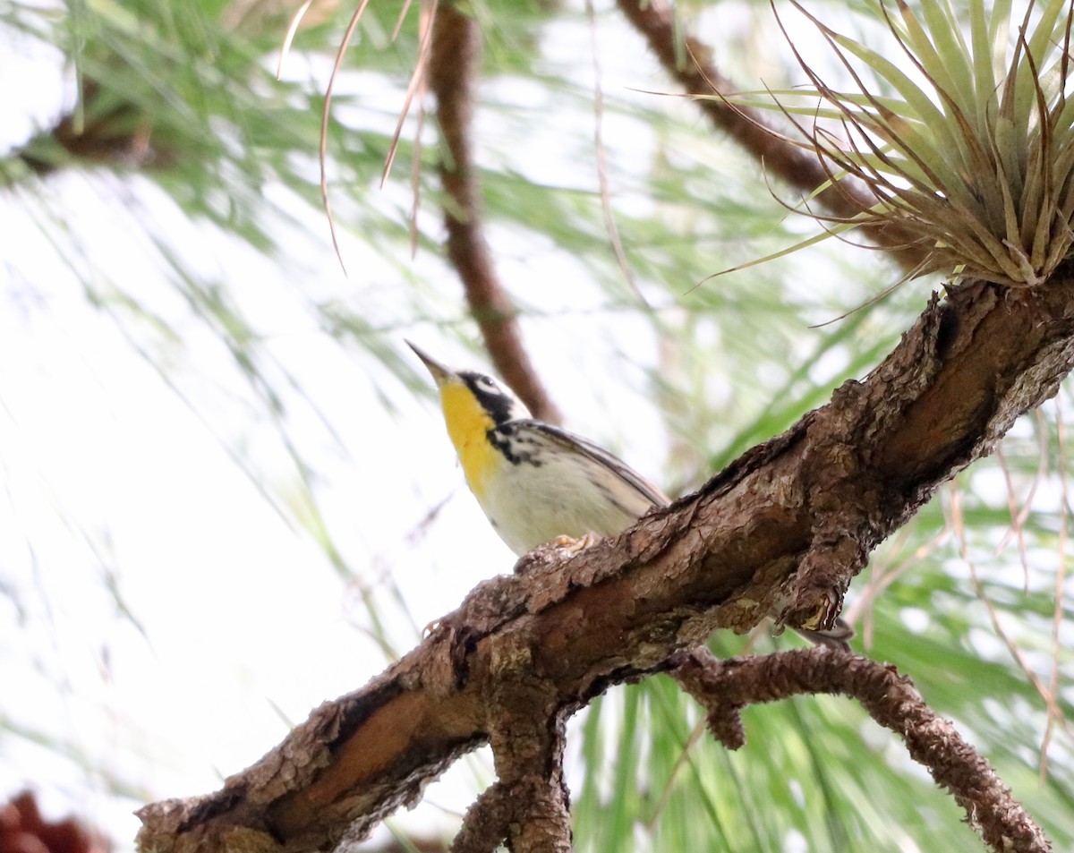 Yellow-throated Warbler - ML644531360