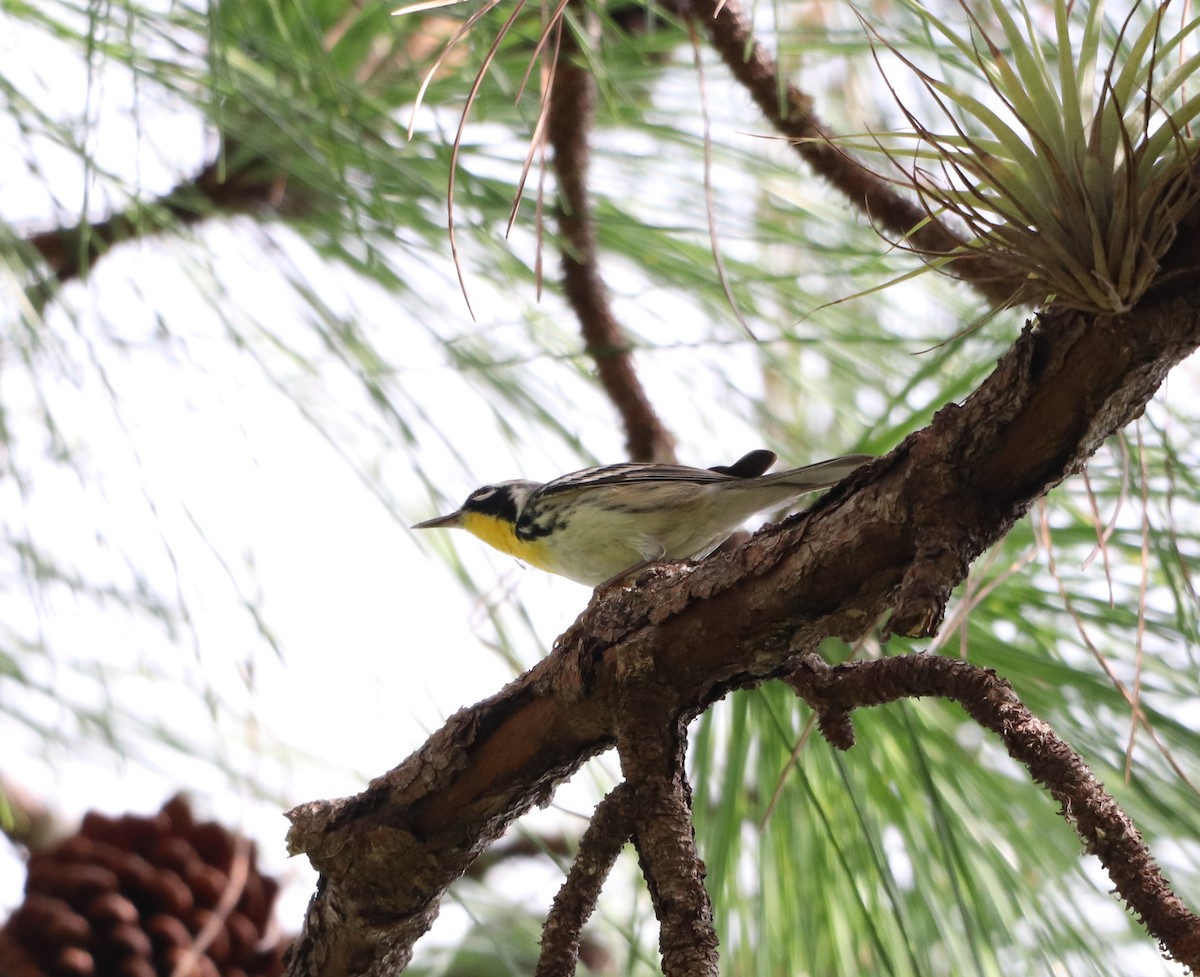 Yellow-throated Warbler - ML644531364