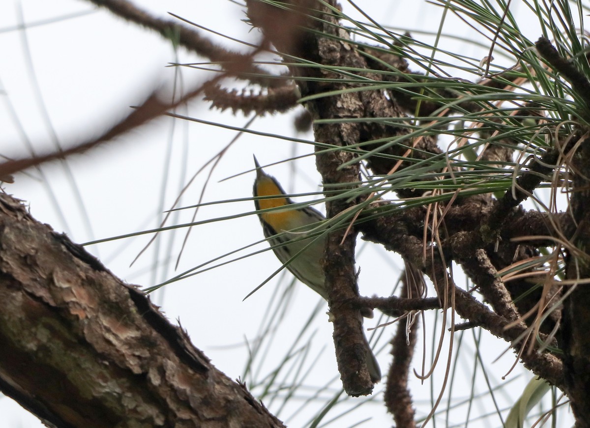 Yellow-throated Warbler - ML644531365