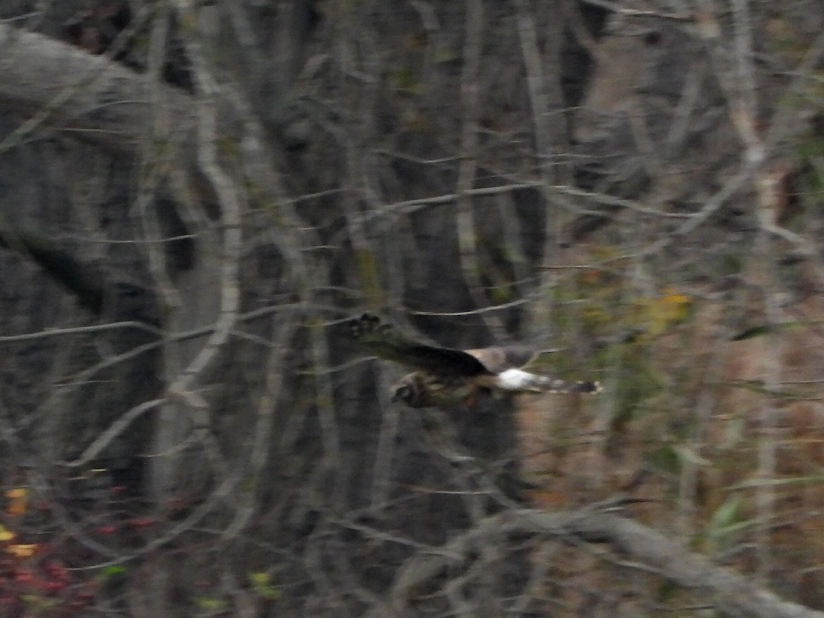 myrhauk - ML644531378