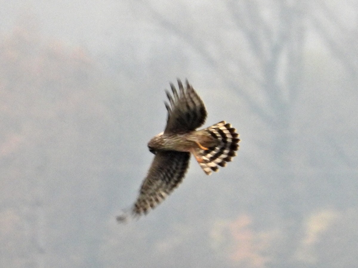 myrhauk - ML644531379