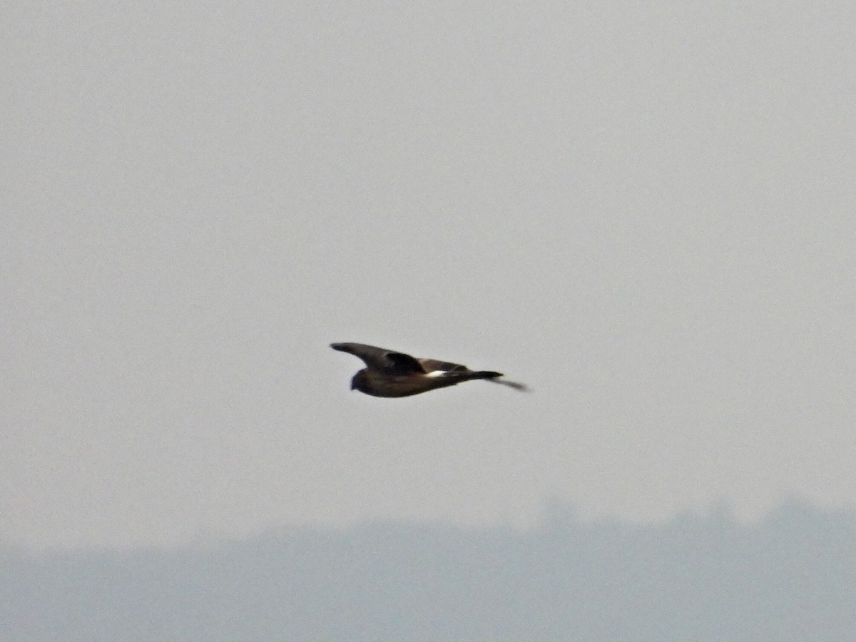 myrhauk - ML644531380