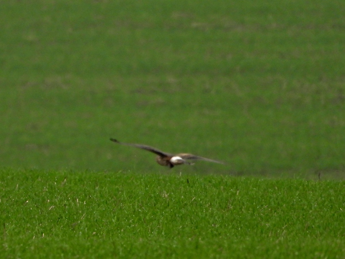 myrhauk - ML644531382