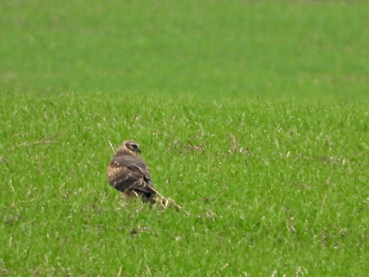 myrhauk - ML644531383