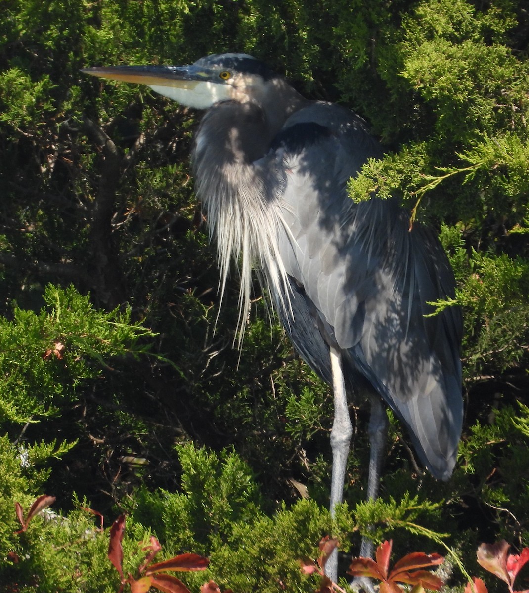 Great Blue Heron - ML644531386