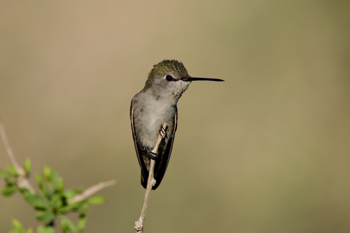 Colibri de Costa - ML644531391