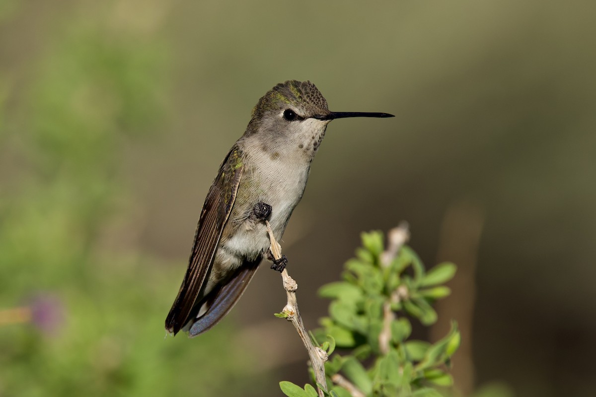 Colibri de Costa - ML644531392