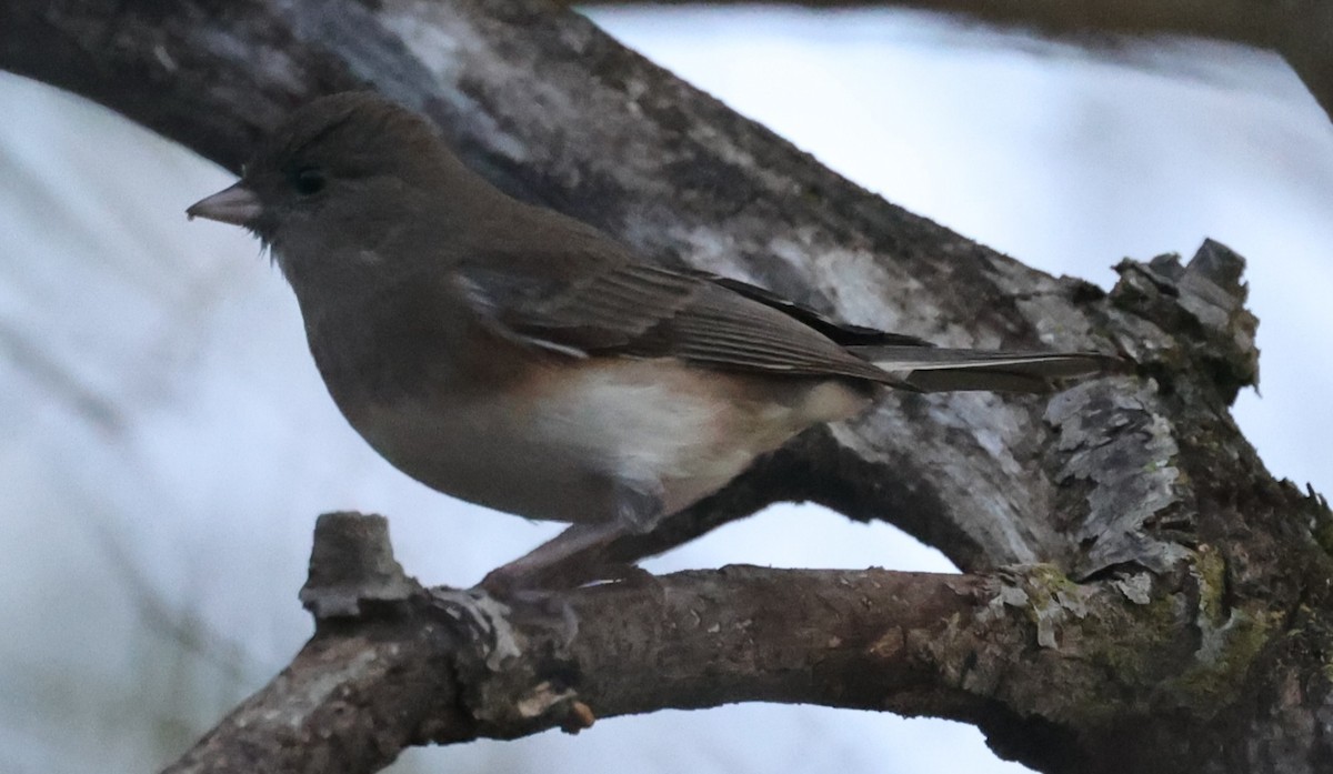 vinterjunko (hyemalis/carolinensis) - ML644531394