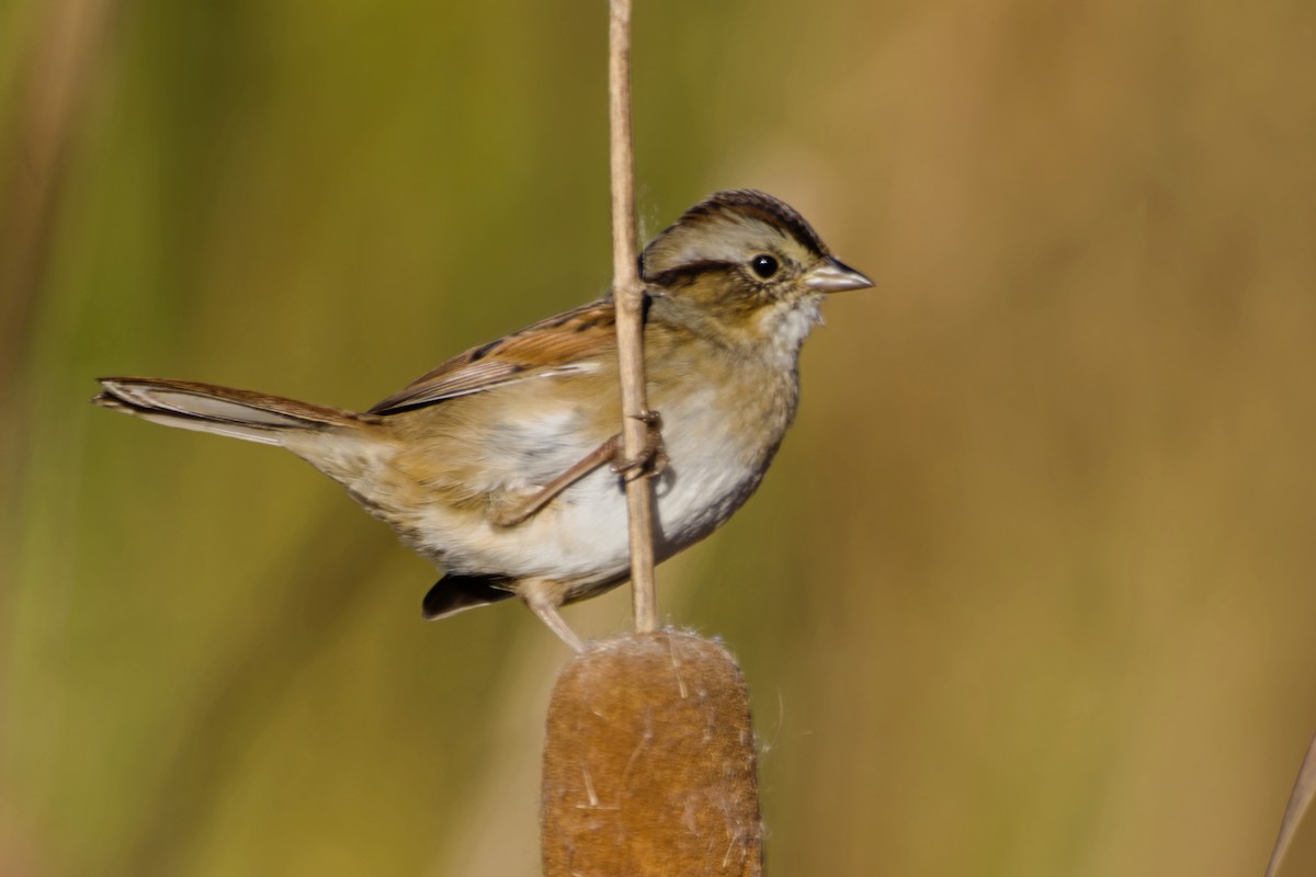 Пасовка болотяна - ML644531402