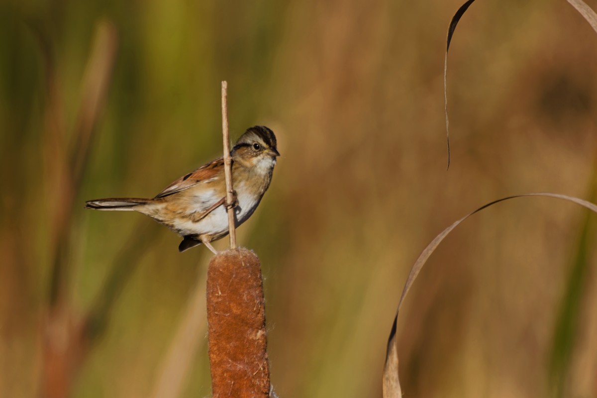 Пасовка болотяна - ML644531403