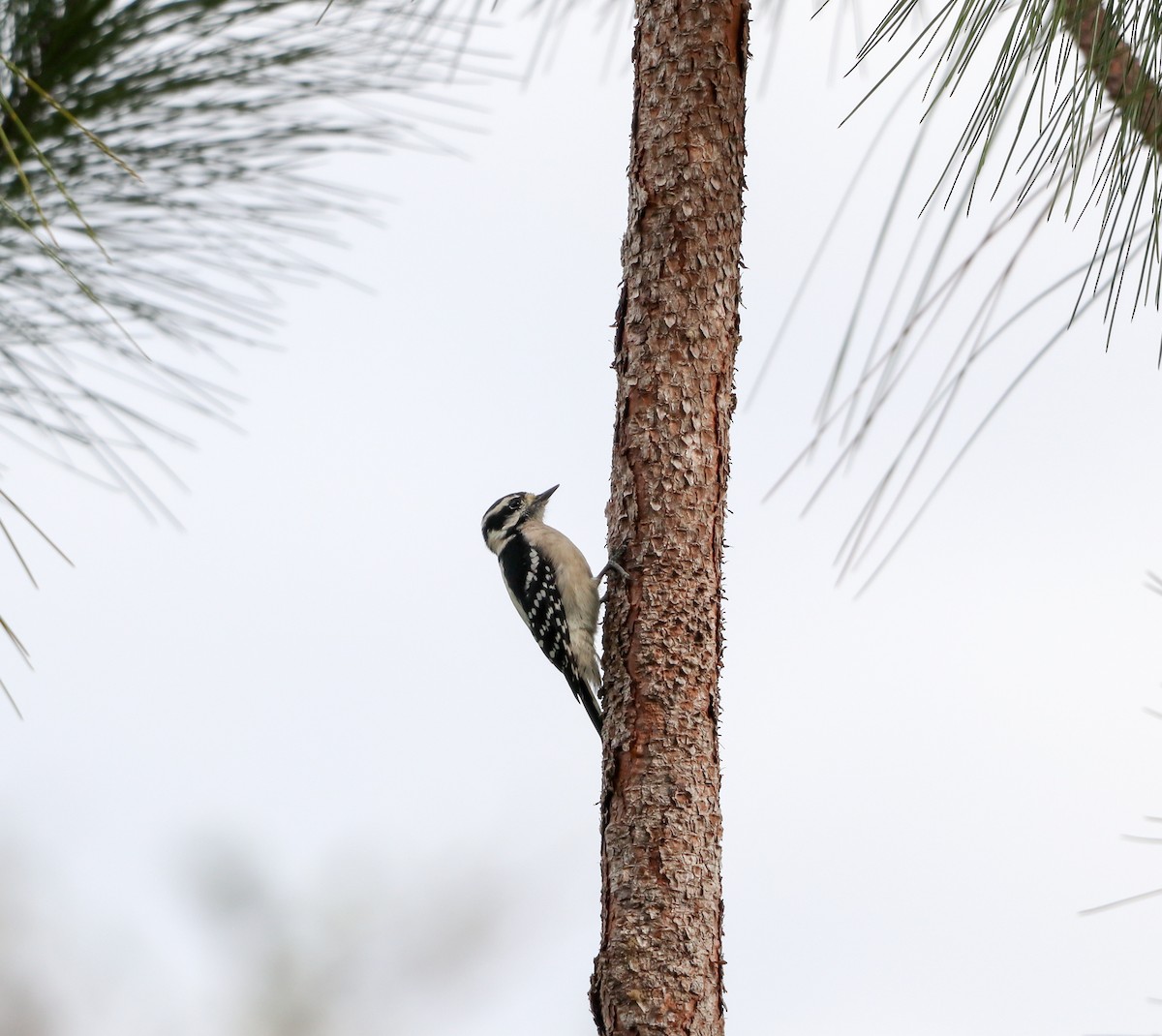 Downy Woodpecker - ML644531407