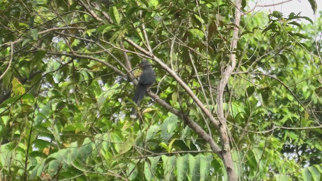 Red-billed Malkoha - ML644531409