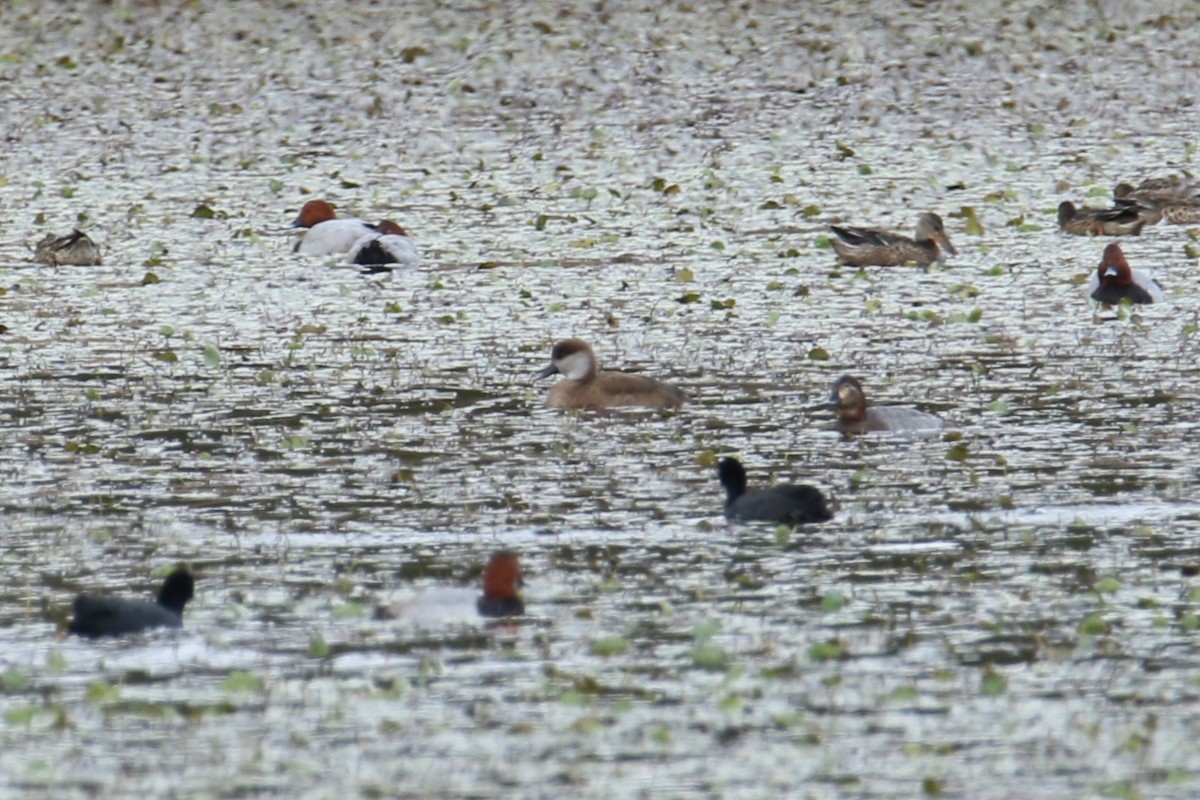 Red-crested Pochard - ML644531411