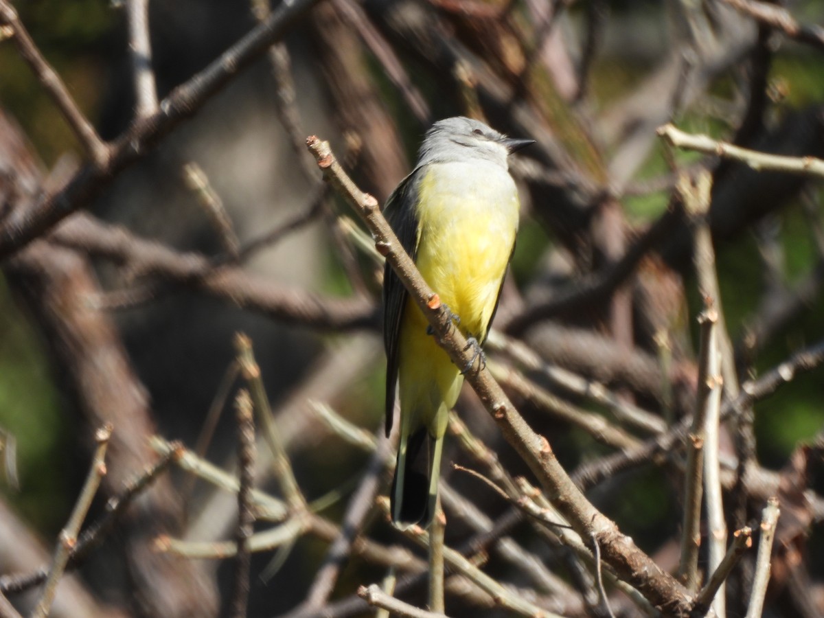 Tyran de l'Ouest - ML644531412