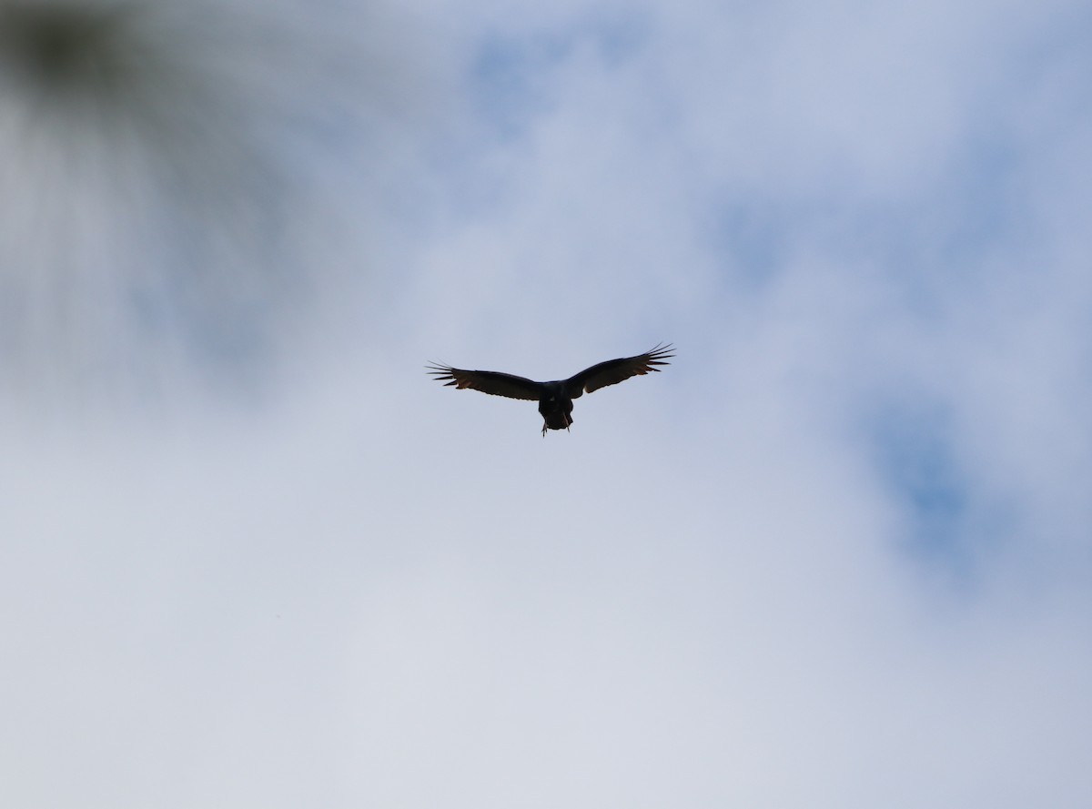 Turkey Vulture - ML644531418