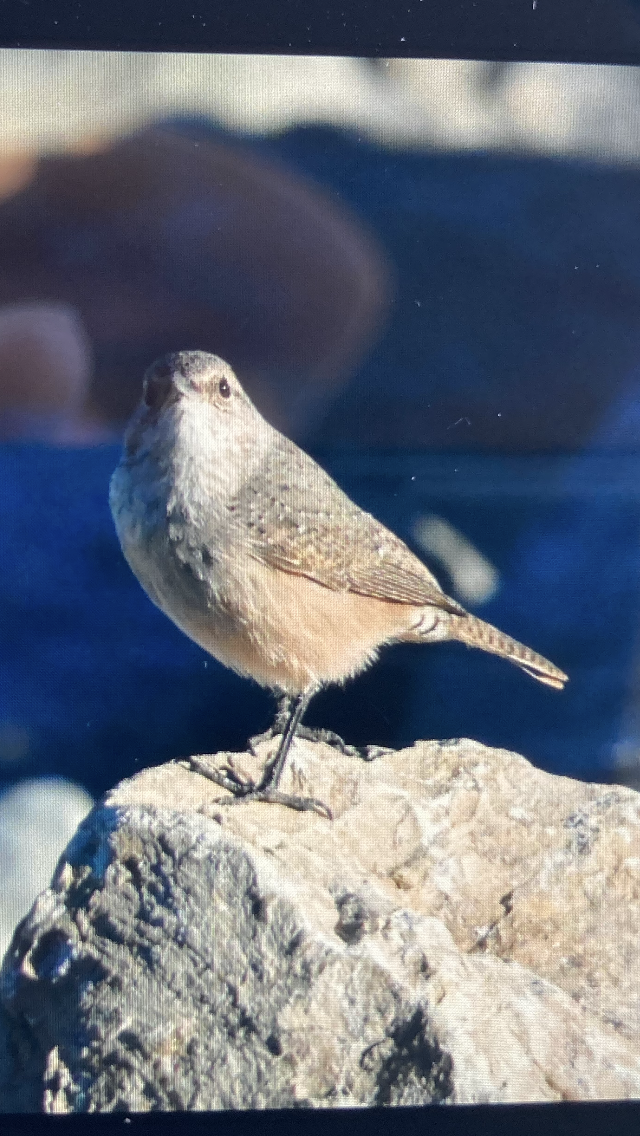 Rock Wren - ML644531419