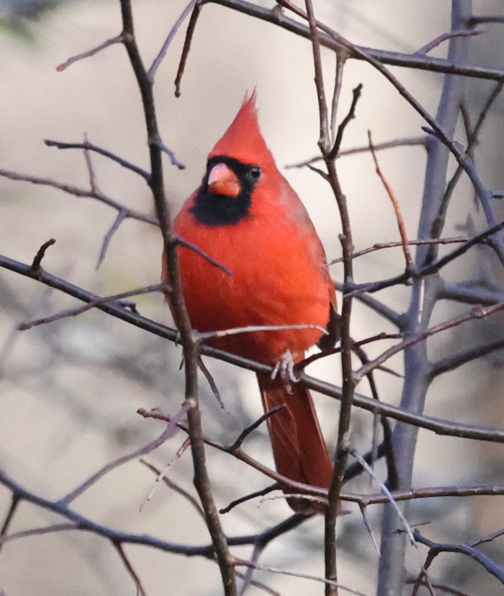 rødkardinal (cardinalis gr.) - ML644531423