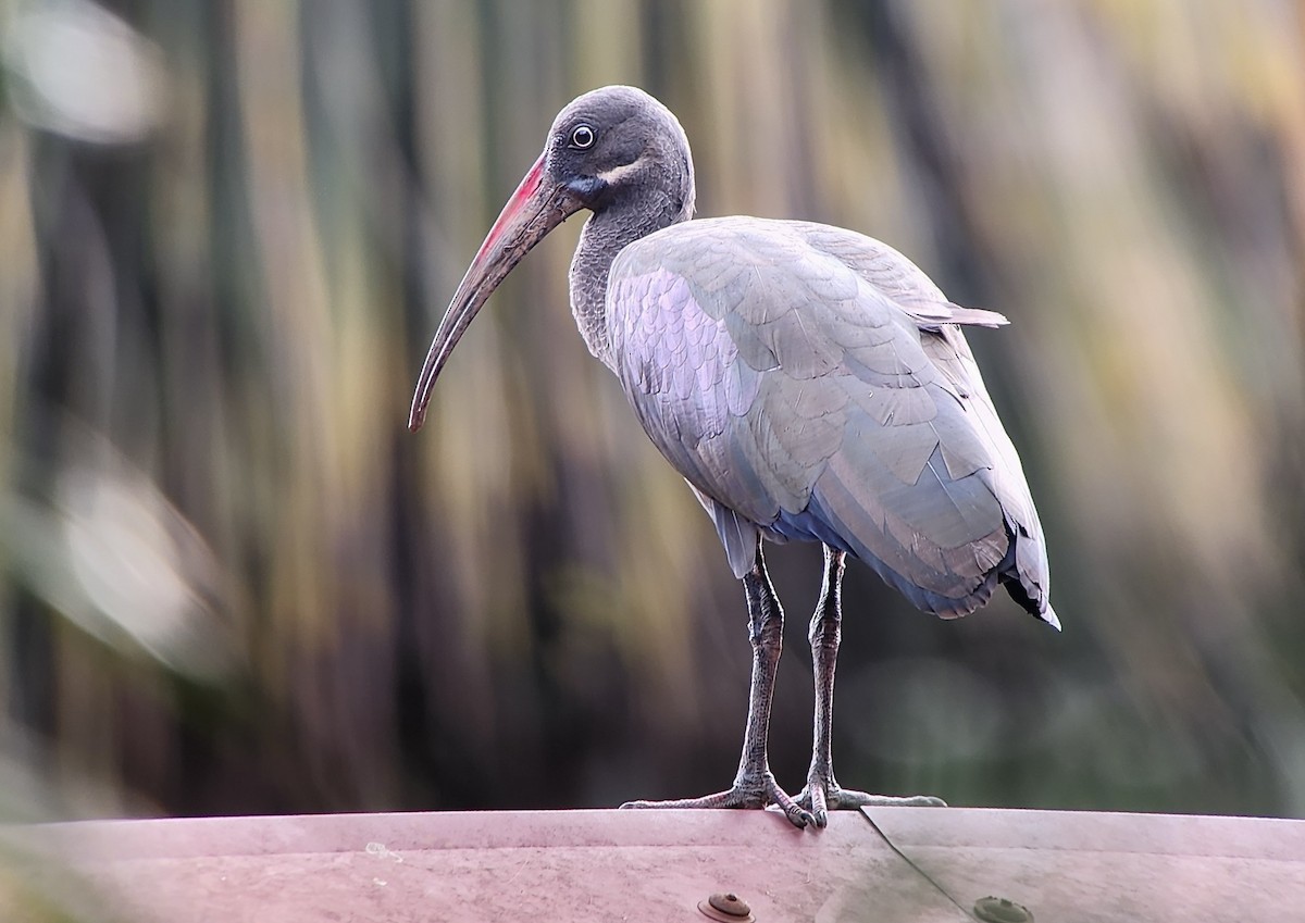 hadadaibis - ML644531428