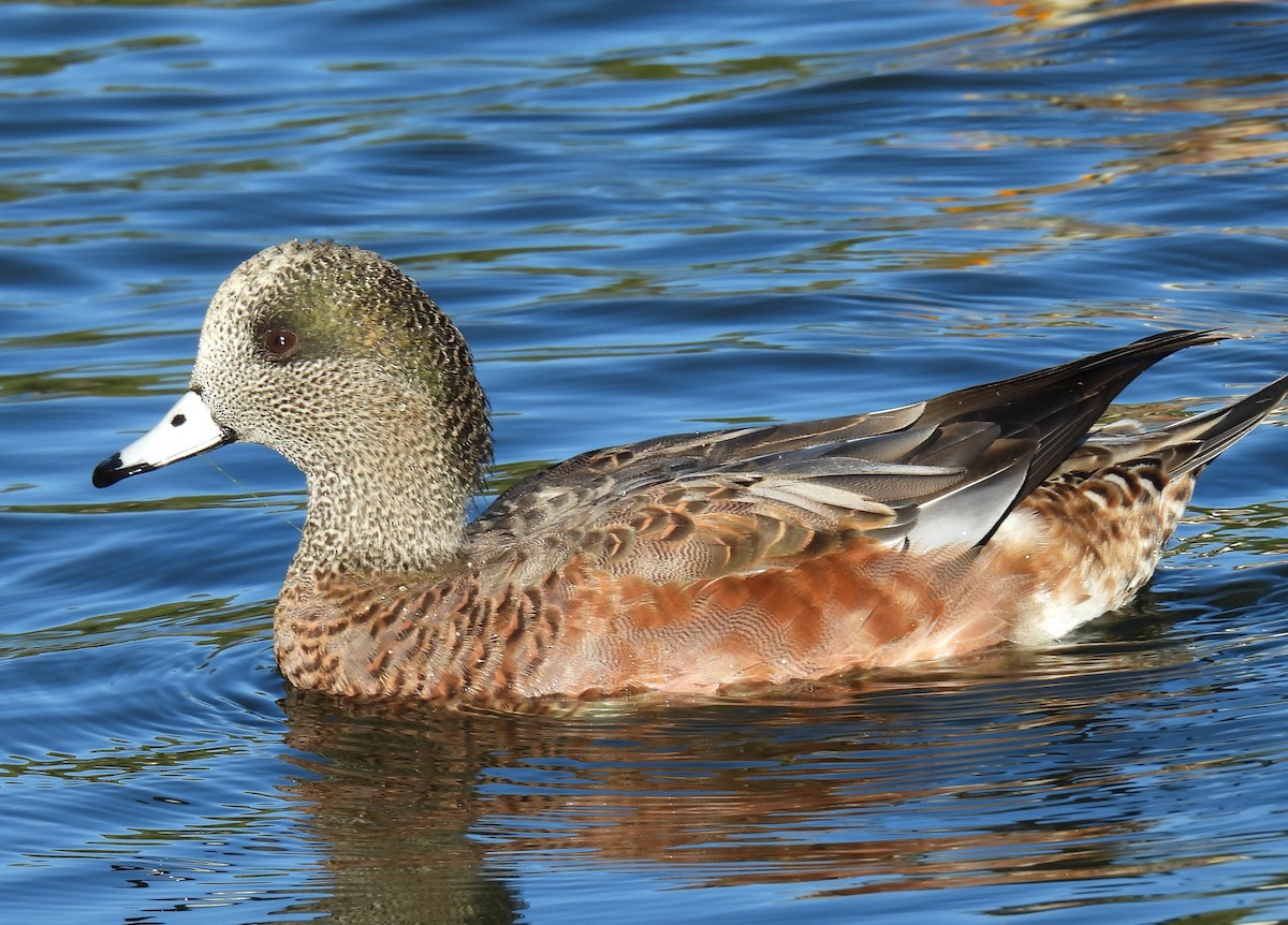 American Wigeon - ML644531433
