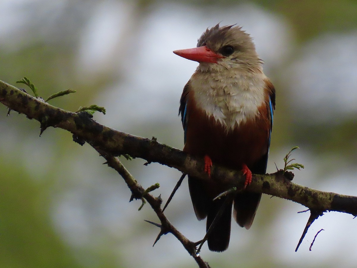 Martin-chasseur à tête grise - ML644531438