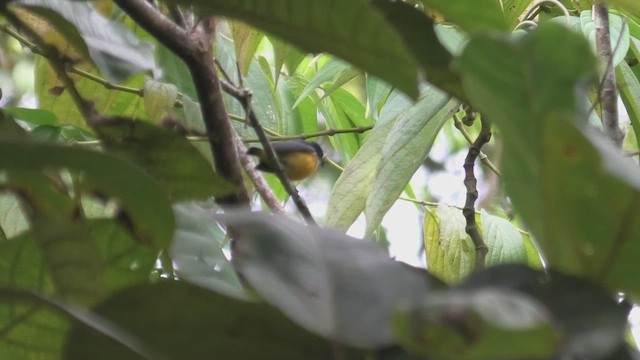Orange-bellied Flowerpecker (Orange-bellied) - ML644531440
