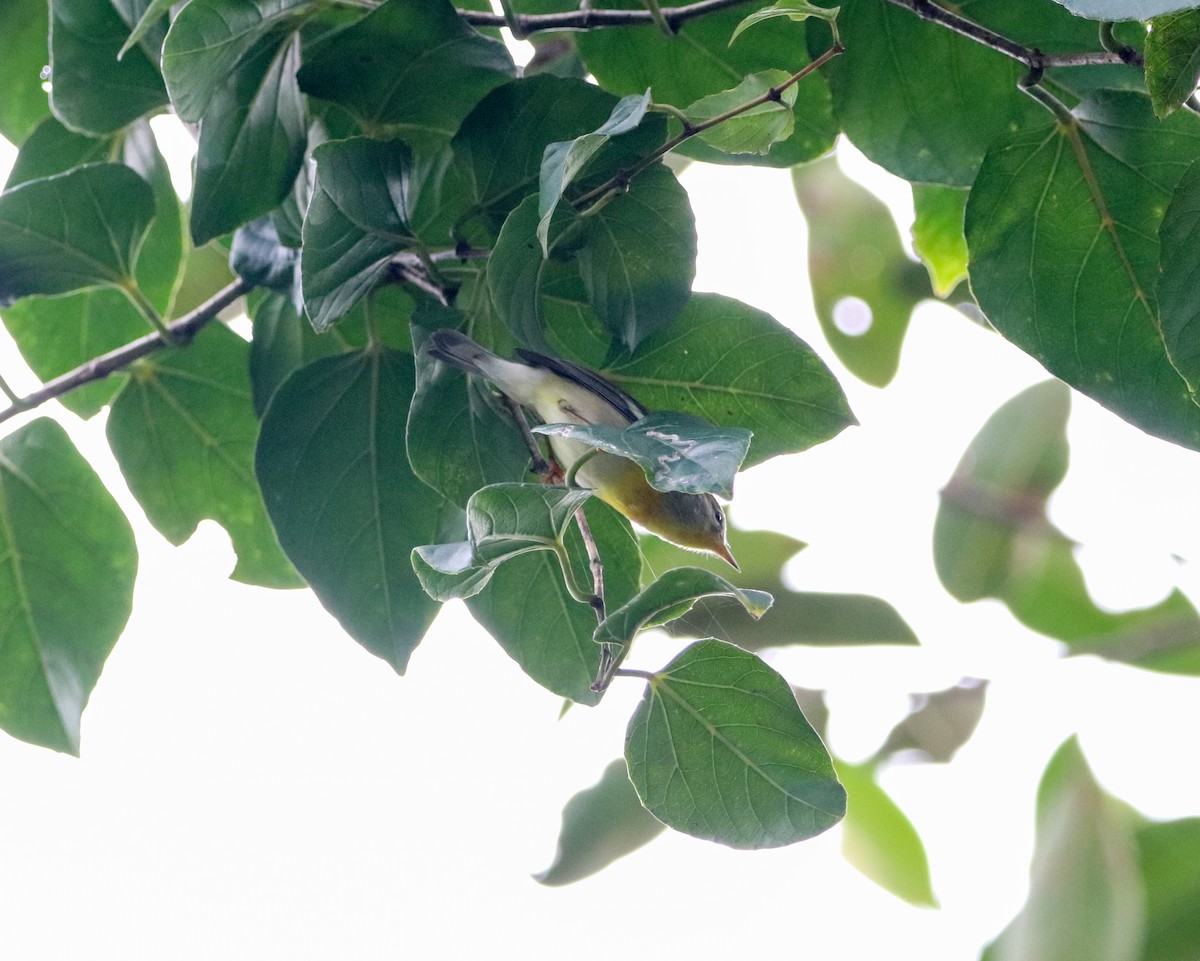 Northern Parula - ML644531444