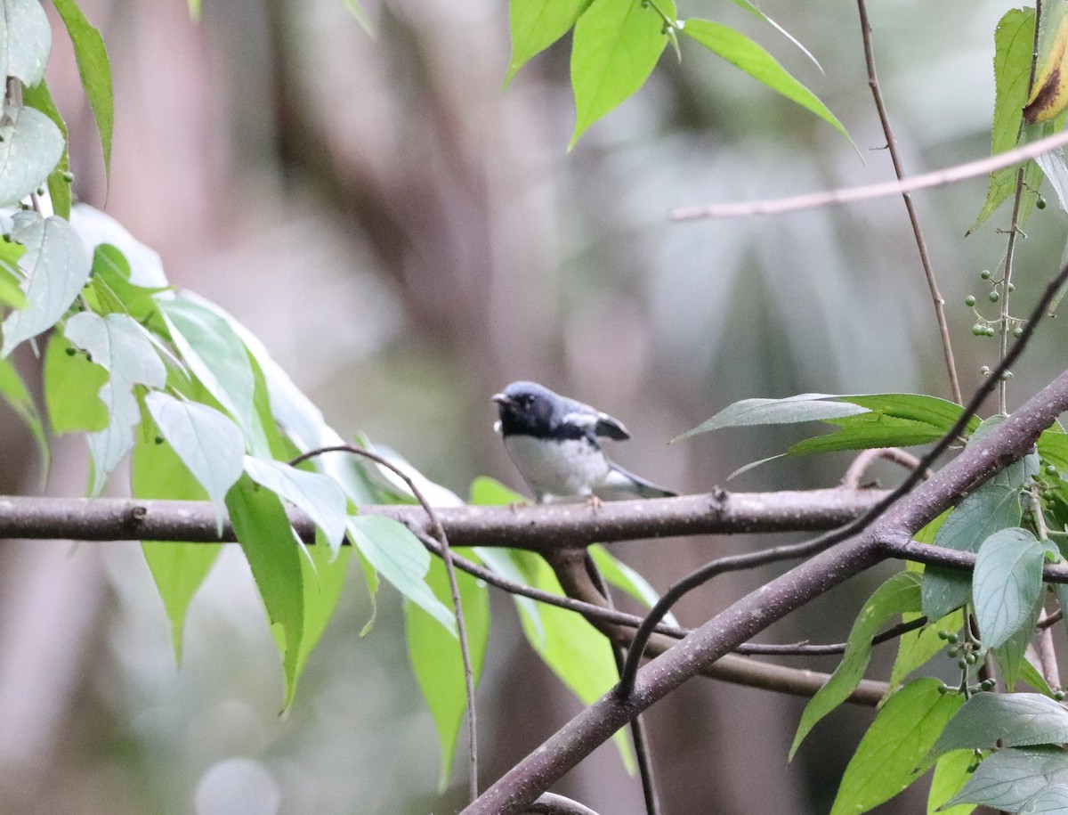 Black-throated Blue Warbler - ML644531445
