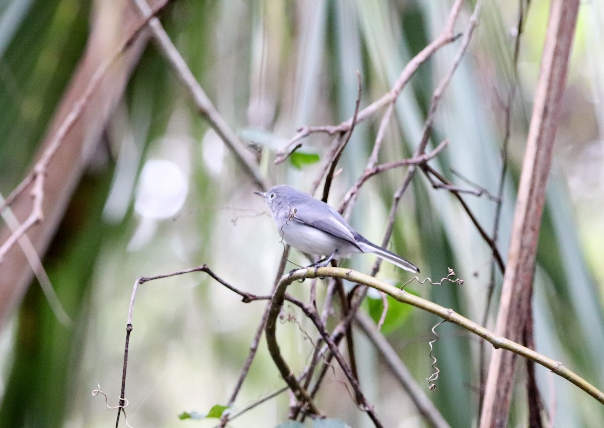 Blue-gray Gnatcatcher - ML644531447